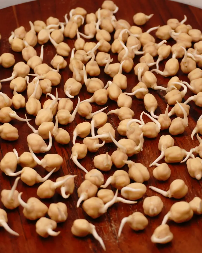 Chickpeas Sprout - close up view of finished dish plated and garnished