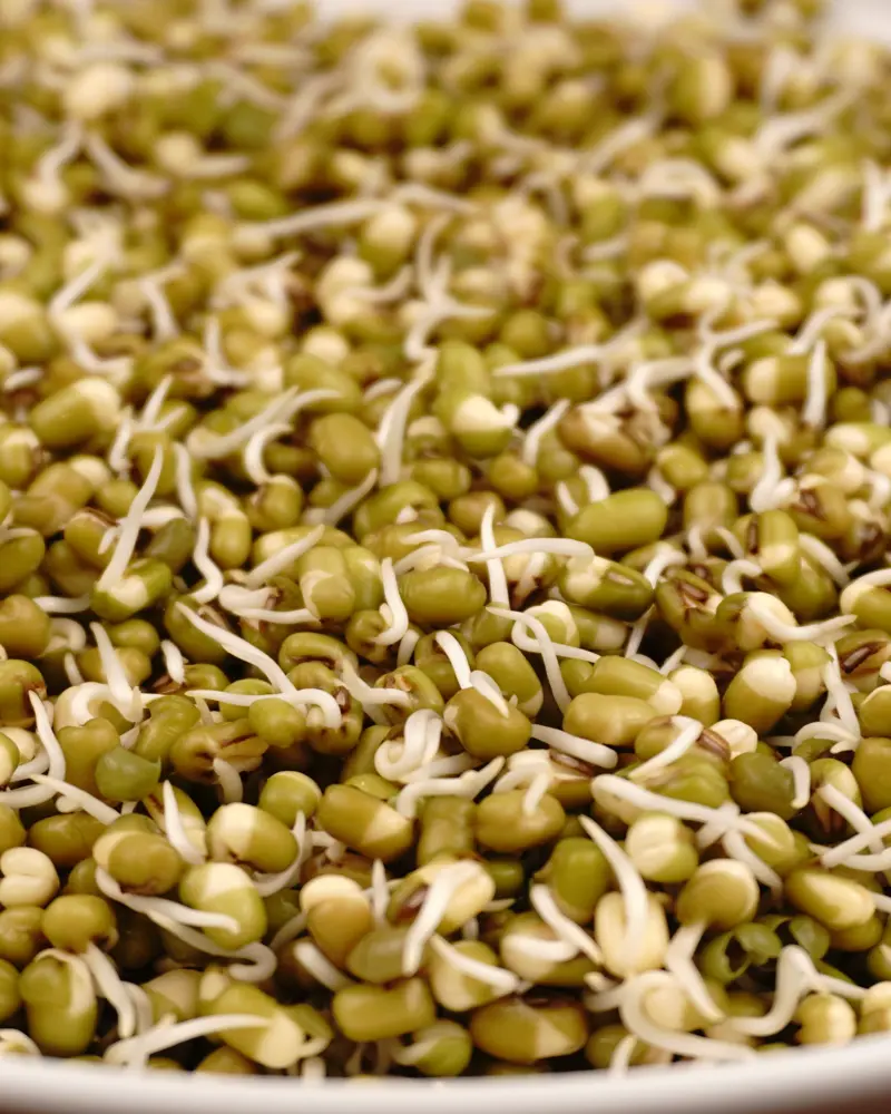 Green gram sprouts - close up view of finished dish plated and garnished