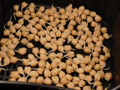 Crunchy Air Fried Sprouted Chickpeas - Moisture Removal from chick peas