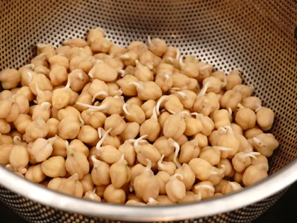 Chickpeas Sprout - Watch for the Tails