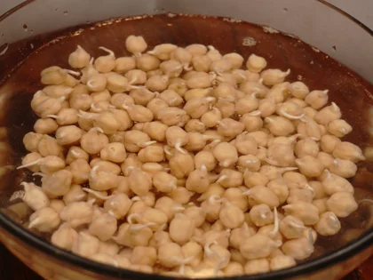 Chickpeas Sprout - Watch for the Tails