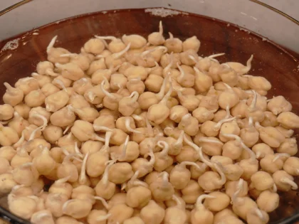 Chickpeas Sprout - image 0