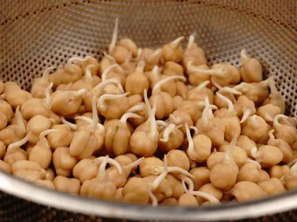 Chickpeas Sprout - image 1