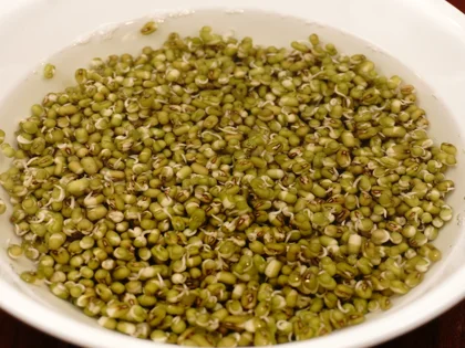  Rinsing, Draining, and Repeat the Process until sprout tails reach the desired length (Day 1 mid afternoon and night)