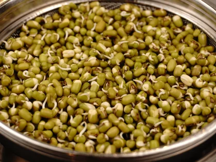  Rinsing, Draining, and Repeat the Process until sprout tails reach the desired length (Day 1 mid afternoon and night)