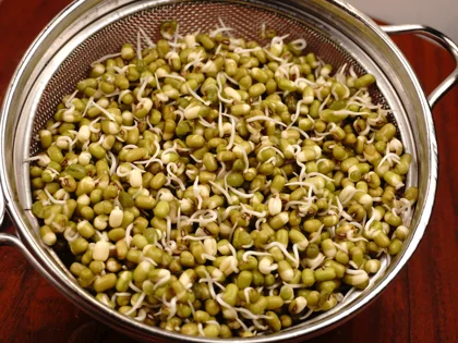 Green gram sprouts - When Sprouts Are Ready ( Final drain and rinse ) (Day 2 morning)