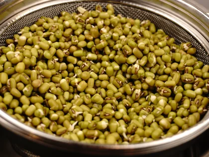  Rinsing, Draining, and Repeat the Process until sprout tails reach the desired length (Day 1 mid afternoon and night)
