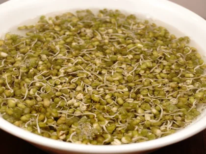 Green gram sprouts - When Sprouts Are Ready ( Final drain and rinse ) (Day 2 morning)